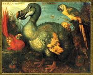 Ilustracja/Raphus cucullatus/Dodo z Mauritiusa/Dronte autorstwa Unbekannt