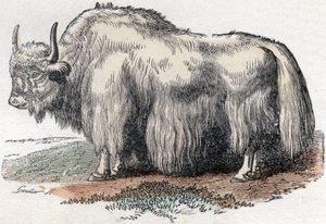 Ilustracja do "Alfabetu Buffona" autorstwa Unbekannter Künstler