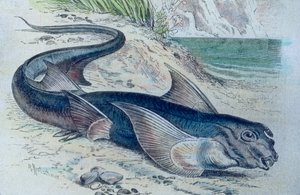 Ilustracja przedstawiająca chimerę (Hydrolagus colliei) autorstwa Unbekannter Künstler