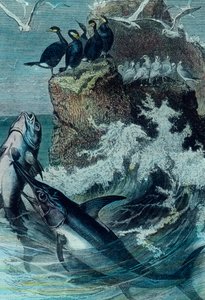Ilustracja przedstawiająca tuńczyka autorstwa Unbekannter Künstler