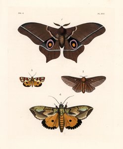 Imbrasia epimethea (Saturnia epimethea) 1, ćma dębowa w różowe paski, Anisota virginiensis (Dryocampa virginiensis) 2, Crameria aegocera (Aegocera amabilis) 3 i Eudocima materna (Triphaena materna) 4. Ręcznie kolorowana litografia z nowej książki Johna O.  autorstwa Unbekannter Künstler