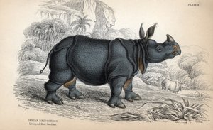 Nosorożec indyjski (Rhinoceros unicornis lub indicus), gatunek zagrożony wyginięciem. Miedzioryt autorstwa Williama Lizarsa, na podstawie rysunku Jamesa Stewarta, opublikowany w Naturalist Library: Mammals, pachyderms and quadrupedes with fine skin, pod re autorstwa Unbekannter Künstler