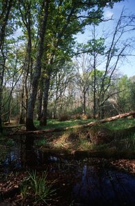 Włochy, region Lacjum, Park Narodowy Circeo, staw w Rezerwacie Biosfery