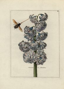 Hiacynt (lub hiacynt), variete general by Maillebois, z pszczołą - Litografia przypisywana Paulowi Theodorowi van Brussel (1754-1795), autorowi bukietu na okładce, lub A.Bres., pod wpływem Nicolasa Roberta (1614-1685), opublikowana w "Nederlandsch Bloemwer autorstwa Unbekannter Künstler