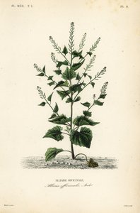 Musztarda Jack-by-the-hedge lub czosnkowa, Alliaria petiolata, Alliaria officinalis, Alliaire officinale autorstwa Unbekannt