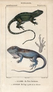 Gekon przylądkowy, agama z Port Jackson, Amphibolurus muricatus i gekon przylądkowy, anolis przylądkowy, Lygodactylus capensis. Ręcznie kolorowany miedzioryt ze "Słownika nauk przyrodniczych" Jussieu z lat 1816-1830. Tomy poświęcone rybom i gadom autorstwa Unbekannter Künstler