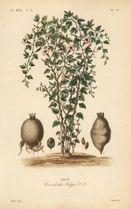Jalap winorośl, Ipomoea jalapa, Convolvulus jalapa, Jalap autorstwa Unbekannt