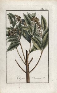 Pieprz jamajski lub cztery przyprawy lub pieprz giroflee (Pimenta dioica). Litografia z "Afbeelding der Artseny-Gewassen" autorstwa Johannesa Zorna (1739-1799), Holandia autorstwa Unbekannter Künstler