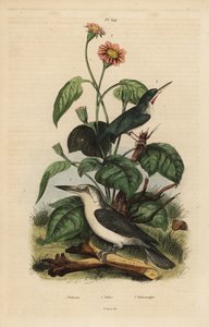 Tody jamajskie, Todus todus, zimorodek Mariana, orzeł Todiramphus i słonecznik, Tithonia tagetiflora autorstwa Unbekannt