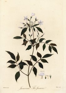 Jaśmin, Jasminum officinale. 1805 (grawerowanie) autorstwa Unbekannter Künstler
