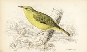 Jawajskie oko białe, Zosterops flavus (żółte oko białe, Zosterops flava). Ręcznie kolorowana stalowa rycina autorstwa Williama Lizarsa według Williama Swainsona z Naturalist