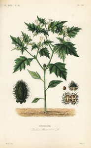 Jimsonweed lub diabelski sidło, Datura stramonium, Stramoine autorstwa Unbekannt