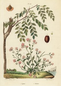 Jujube lub chińska data, Ziziphus jujuba 1 i Virginia stock, Malcolmia maritima 2 autorstwa Unbekannt
