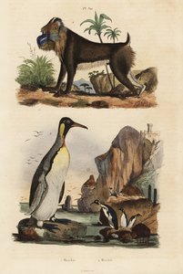 pingwin królewski, Aptenodytes patagonicus 1 i mandryl, Mandrillus sphinx, wrażliwy, 2 autorstwa Unbekannt