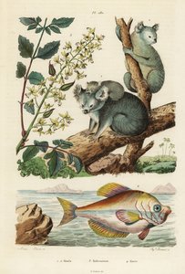 Koala, Phascolarctos cinereus 1.2, drzewo lakiernicze, Koelreuteria paniculata 3 i garb indyjski, Kurtus indicus autorstwa Unbekannt