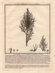 La Sabine, jałowiec Saviniera Juniperus fabina. Roślina żylasta, opis gałęzi męskiej (w środku) i żeńskiej (po lewej), ze szczegółami owoców w różnych stadiach dojrzałości. Eau forte en couleurs XVIII wiek, w Herbier de la France (1780-1793), rysunek, graw autorstwa Unbekannter Künstler