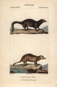La mangouste et le suricate - Eau forte autorstwa Jeana Gabriela Pretre