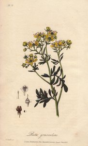 La rue des jardin ou rue fetide (Ruta graveolens) - Woda forte autorstwa Williama Clarke