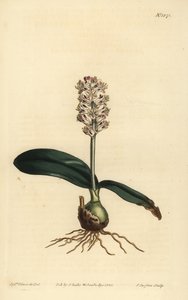Lachenalia pallida (lachenalia z błyszczącymi liśćmi, Lachenalia lucida) autorstwa Unbekannt