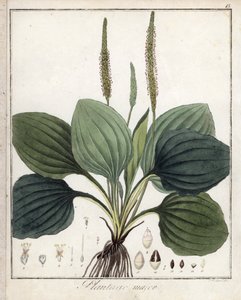 Large Plantain lub Plantain Major (lub Plantain of Birds) - litografia autorstwa F. Guimpela, zaczerpnięta z botaniki medycznej Friedricha Gottloba Haynesa (1763-1832), Berlin autorstwa Unbekannter Künstler