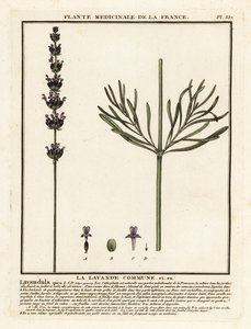 Lawenda, Lavandula angustifolia. autorstwa Unbekannter Künstler