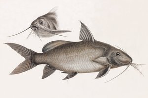 Le Pimelode Scheilan autorstwa Unbekannt