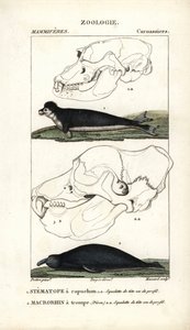 Le stematope à capuchon et le macrorhin a trompe ou elephant de mer - Eau forte autorstwa Jeana Gabriela Pretre