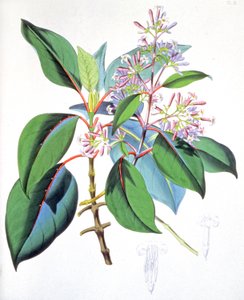 Liście i kwiaty drzewa chinowego, ok. 1850 r. (rycina) autorstwa Unbekannter Künstler