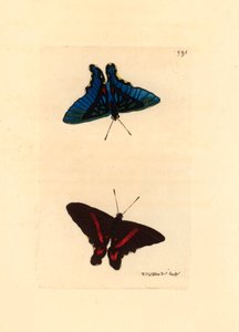 Lepidoptere, widziany od strony skrzydeł, wierzch ma czerwone linie, a odwrotna strona u samców jest niebieska, Ancyluris meliboeus - litografia autorstwa Richarda Polydore