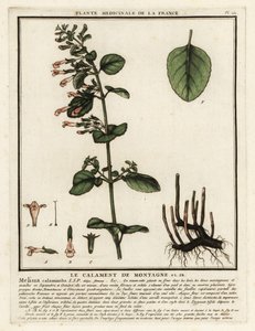 Kalamin pospolity, Clinopodium nepeta. autorstwa Unbekannter Künstler