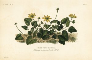 Glistnik mały lub pilewort, Ficaire verna, Ficaria ranunculoides, Ficaire fauss renoncule autorstwa Unbekannt