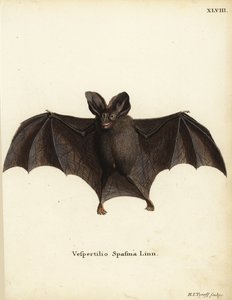 Nietoperz fałszywa wampirzyca, Megaderma spasma. Vespertilio spasma Linn. Ręcznie kolorowany miedzioryt autorstwa Hermanna Jakoba Tyroffa z ilustracji Johanna Christiana Daniela Schrebera "Animal Illustrations after Nature, or Schreber