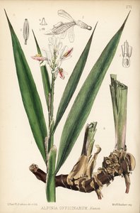 Galangal mniejszy, Alpinia officinarum. Ręcznie kolorowana litografia autorstwa Hanharta na podstawie botanicznej ilustracji Davida Blaira z "Medicinal Plants" Roberta Bentleya i Henry