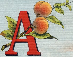 Litera A: morela. Grawerowanie w "Alfabet de ma petite fille". Bernardin-Bechet i Fils, księgarz-wydawnictwo, Paryż, ok. 1895. Niezniszczalny album na płótnie. Bibliotheque des Bebes. 12 stron. Album zawierający sposób czytania i ilustracyjny abeced autorstwa Unbekannt