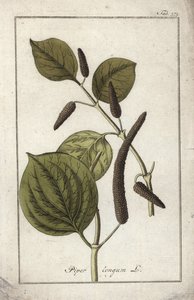 Naczynie z długim pieprzem (Piper longum). Litografia z "Afbeelding der Artseny-Gewassen" Johannesa Zorna (1739-1799), Holandia autorstwa Unbekannter Künstler