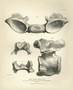 Kręg lędźwiowy Macrauchenia, prehistorycznego zwierzęcia, znalezionego przez Karola Darwina podczas jego podróży badawczej na pokładzie statku Beagle. Zoologia podróży statku H.M.S. Beagle pod dowództwem kapitana Fitzroya w latach 1832-1836, wyd. i przeł. autorstwa Unbekannter Künstler