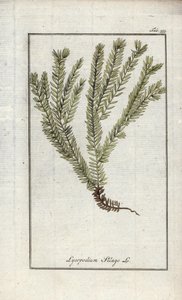 Lycopod w maczugach lub likopod lekarski (Lycopodium clavatum). Litografia z "Afbeelding der Artseny-Gewassen" autorstwa Johannesa Zorna (1739-1799), Holandia autorstwa Unbekannter Künstler
