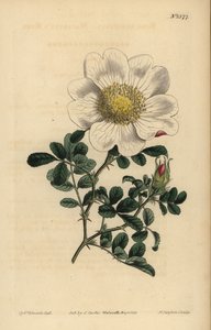 Róża Macartneya, Rosa bracteata autorstwa Unbekannt