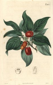 Samiec derenia, gałąź z owocami. Ilustracja C. Curtisa, rycina Weddella. Eau forte w The Curtis Botanical Magazine, autor: Samuel Curtis autorstwa Unbekannter Künstler