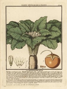 Mandragora, Mandragora officinalis. autorstwa Unbekannter Künstler