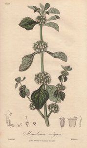 Marrubium vulgare (Marrubium vulgare) - Silna woda autorstwa Williama Clarke