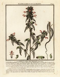 Wsza bagienna, Pedicularis palustris. autorstwa Unbekannter Künstler