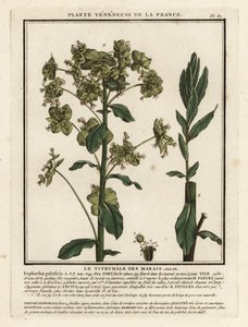Wilczomlecz bagienny, Euphorbia palustris. autorstwa Unbekannter Künstler