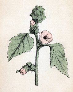 Prawoślaz lekarski (Althaea officinalis) (White Mallow) (prawoślaz lekarski, malwa błotna) Tabliczka botaniczna z "Atlas colorie des plantes medicinales" Paula Hariota. autorstwa Unbekannter Künstler