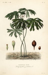 Mayapple lub mandragora amerykańska, Podophyllum peltatum, Podophylle pelte autorstwa Unbekannt