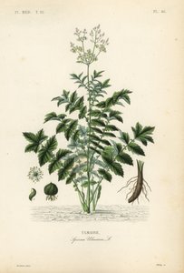 Meadowsweet lub miodówka pitna, Filipendula ulmaria, Spiraea ulmaria, Ulmaire autorstwa Unbekannt