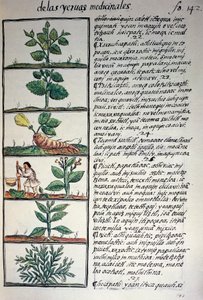 Rośliny lecznicze, tekst w języku nahuati, z faksymile rękopisu General History of Things of New Spain, znanego również jako Kodeks florencki, autorstwa Bernardino de Sahagun autorstwa Benjamin Baud