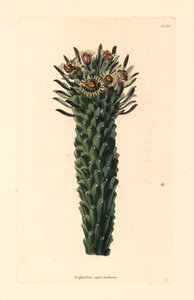 Głowa Meduzy, Euphorbia caput-medusae. Ręcznie kolorowany miedzioryt George