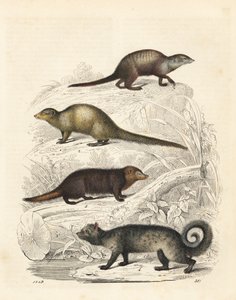 Surykatka, Suricata suricatta 1, szara mangusta indyjska, Herpestes edwardsii 2, kusimans pospolity, Crossarchus obscurus 3 i azjatycka cyweta palmowa, Paradoxurus hermaphroditus 4. Ręcznie kolorowana litografia z Księgi Świata Carla Hoffmanna, Stuttgart autorstwa Unbekannter Künstler