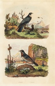Merlin, Falco columbarius i gajówka Moltoniego, Sylvia subalpine autorstwa Unbekannt